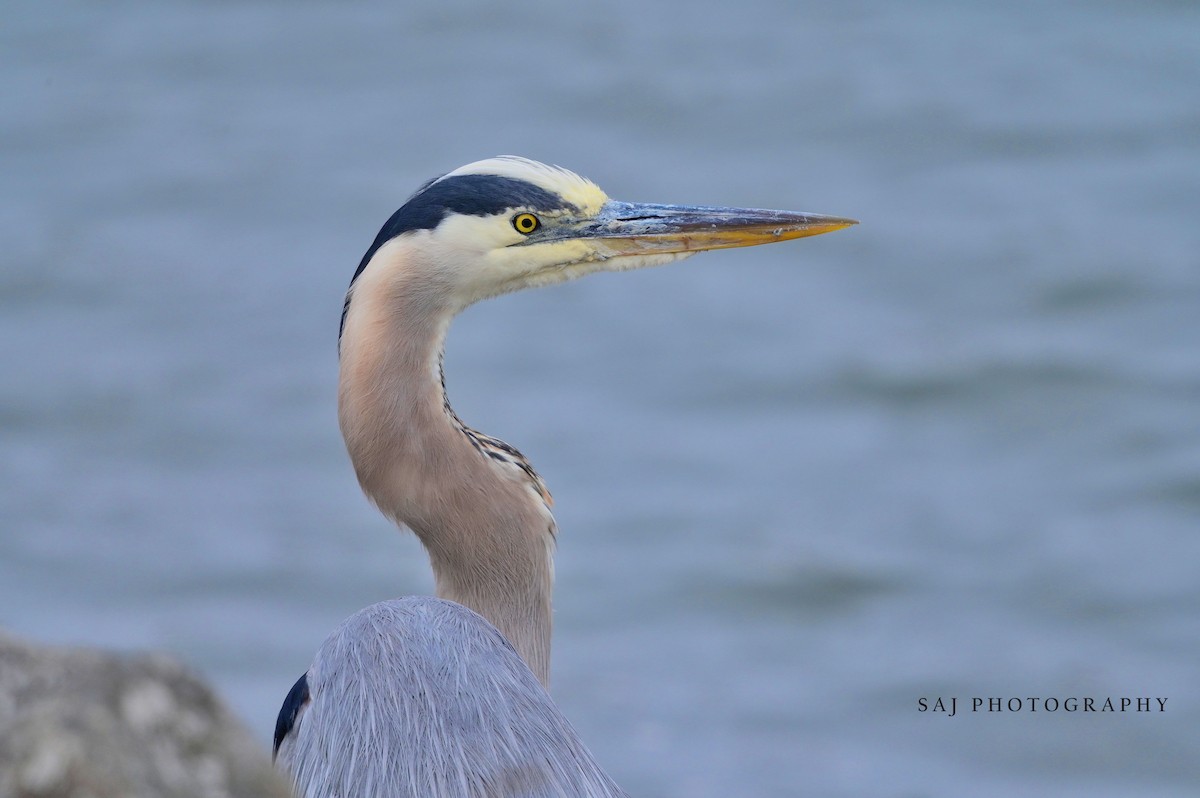 Great Blue Heron - ML638295215