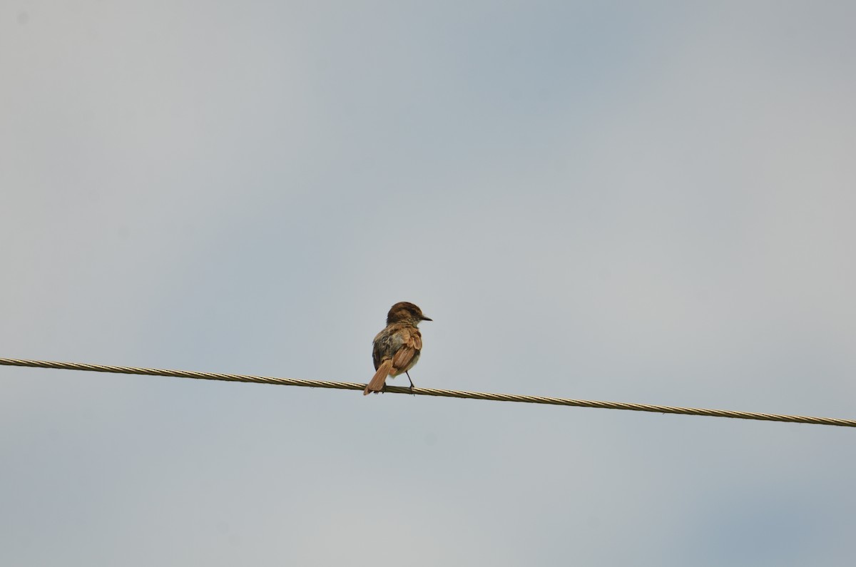 Eastern Phoebe - ML638295216