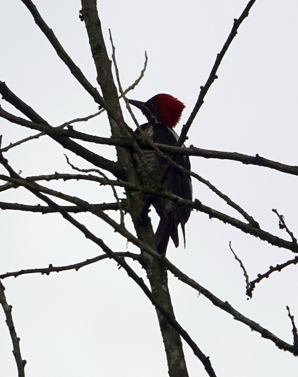 Lineated Woodpecker - ML638295217