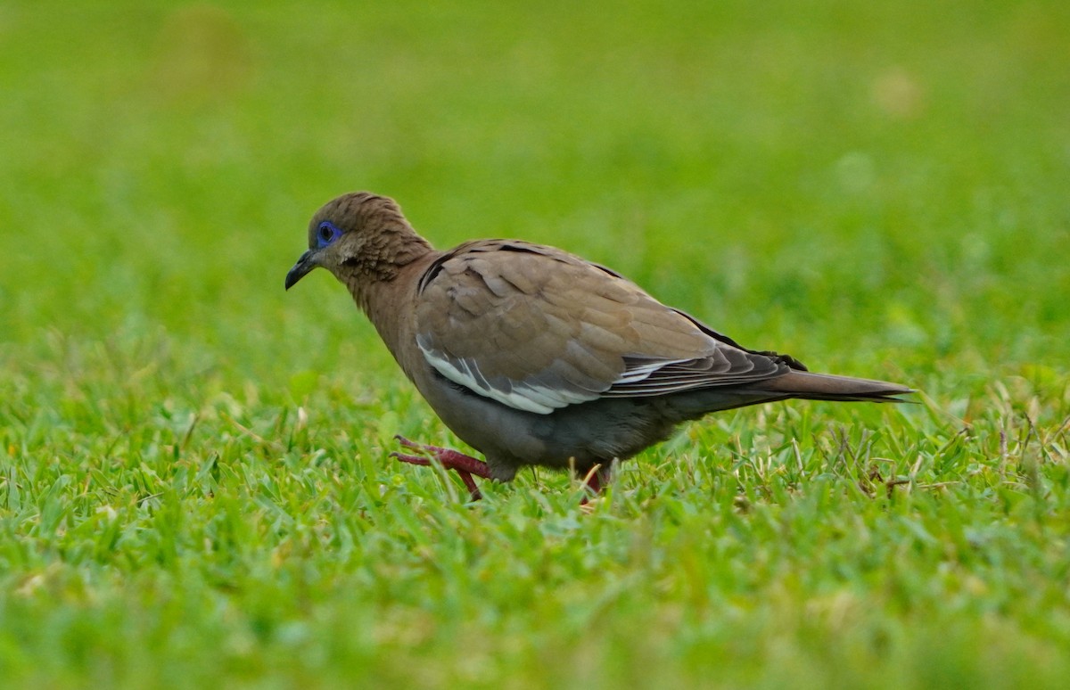 West Peruvian Dove - ML638295219