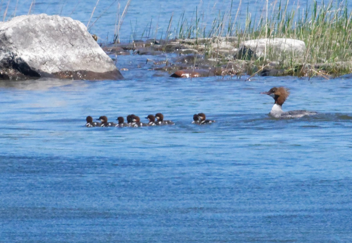 Common Merganser - ML638295220