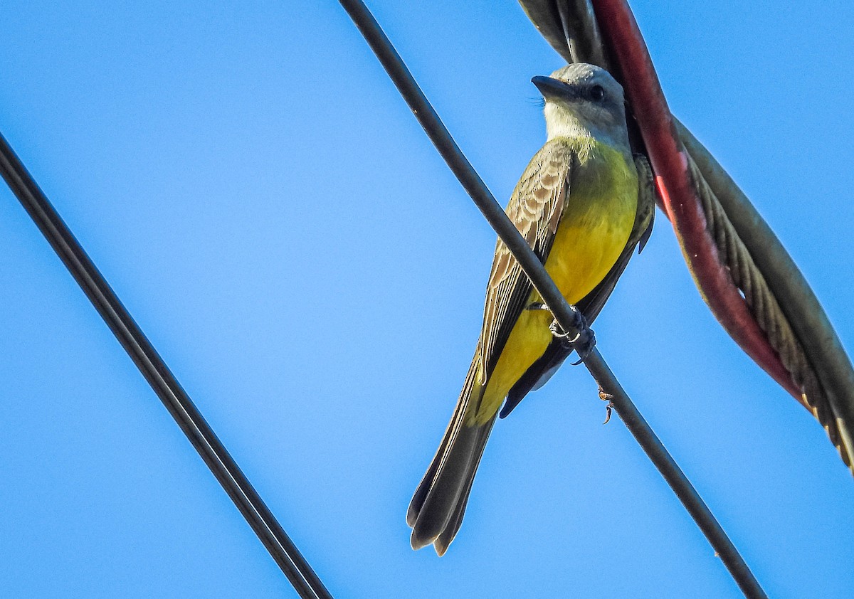 Tropical Kingbird - ML638295224