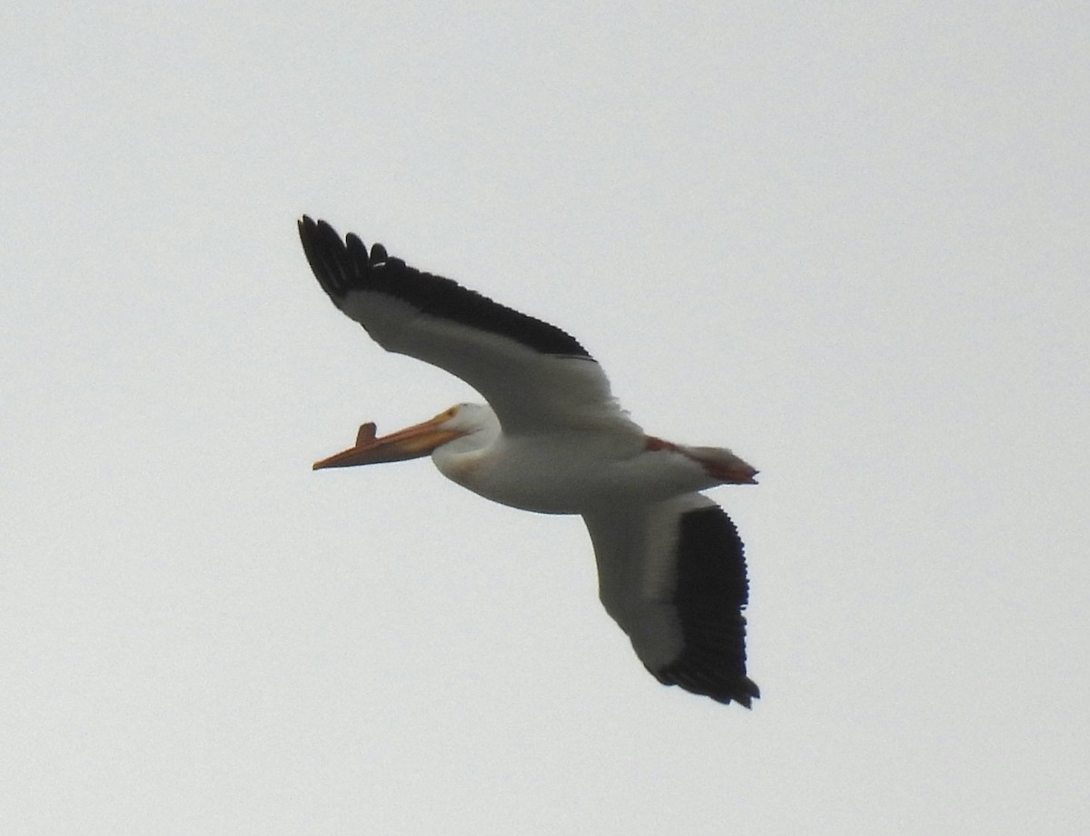 American White Pelican - ML638295227