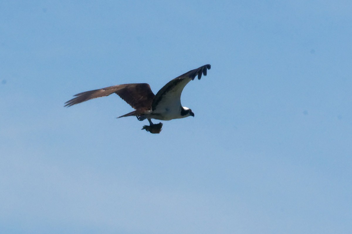 Osprey - ML638295228