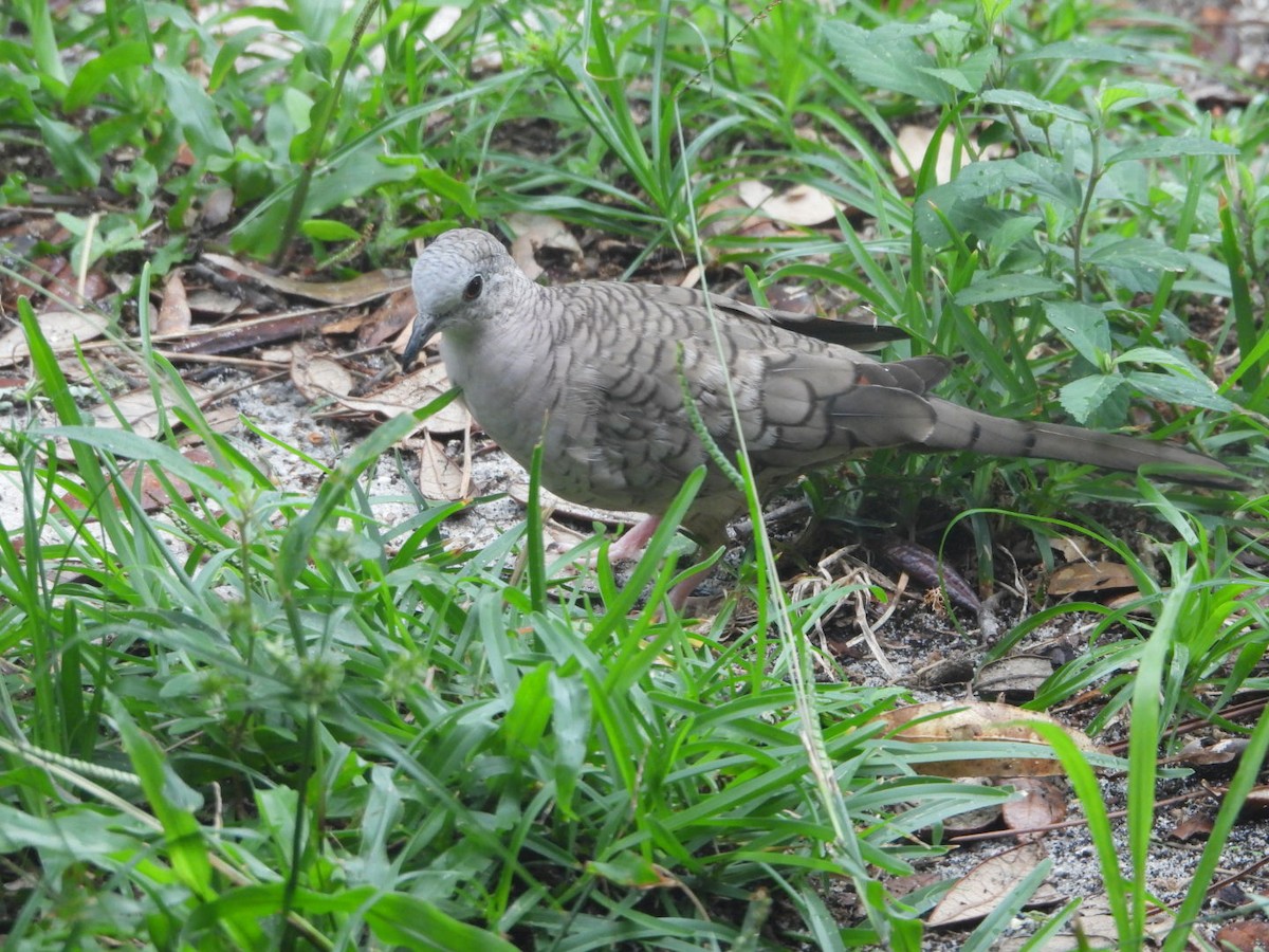 Inca Dove - ML638295250