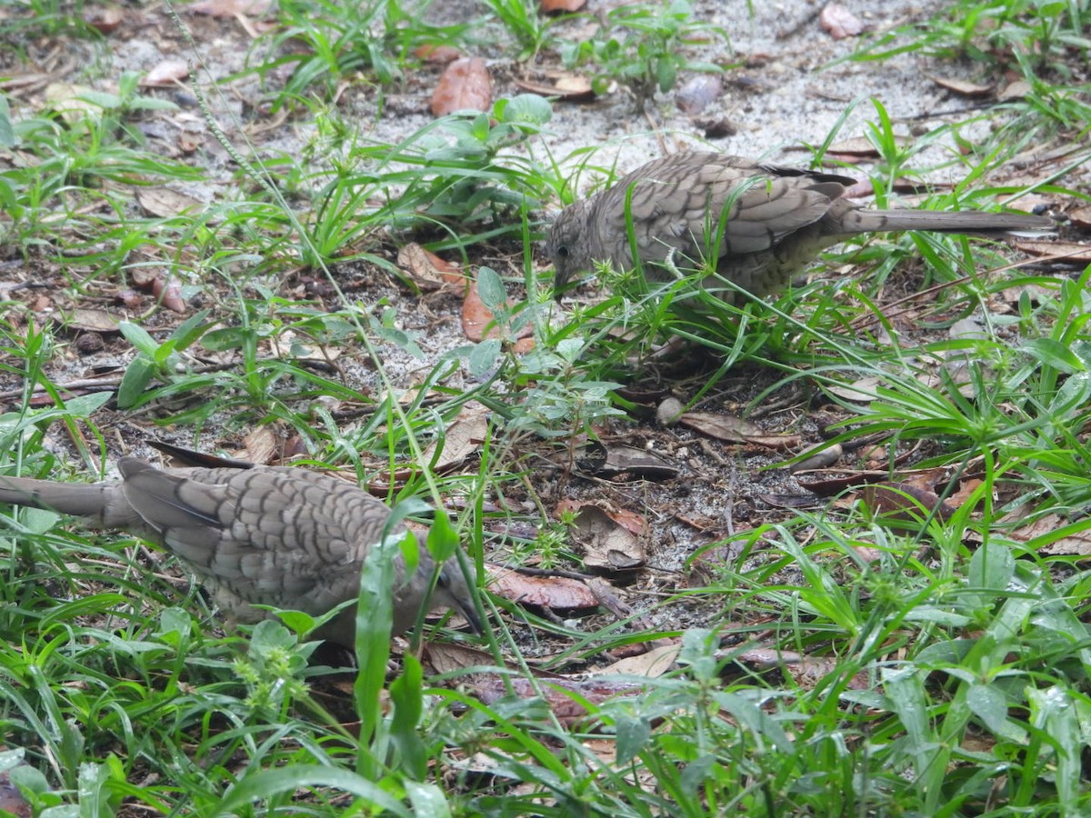Inca Dove - ML638295252