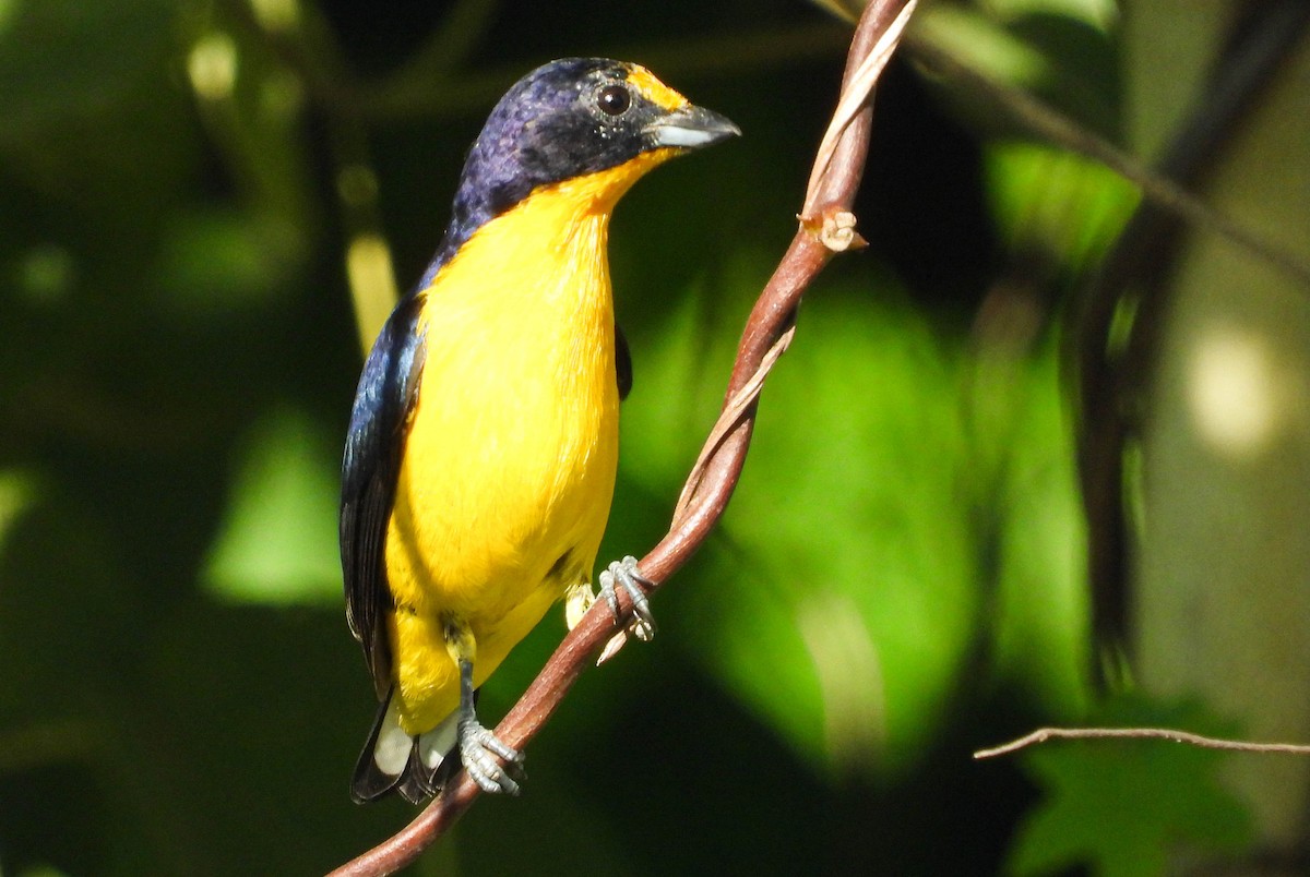 Violaceous Euphonia - ML638295258