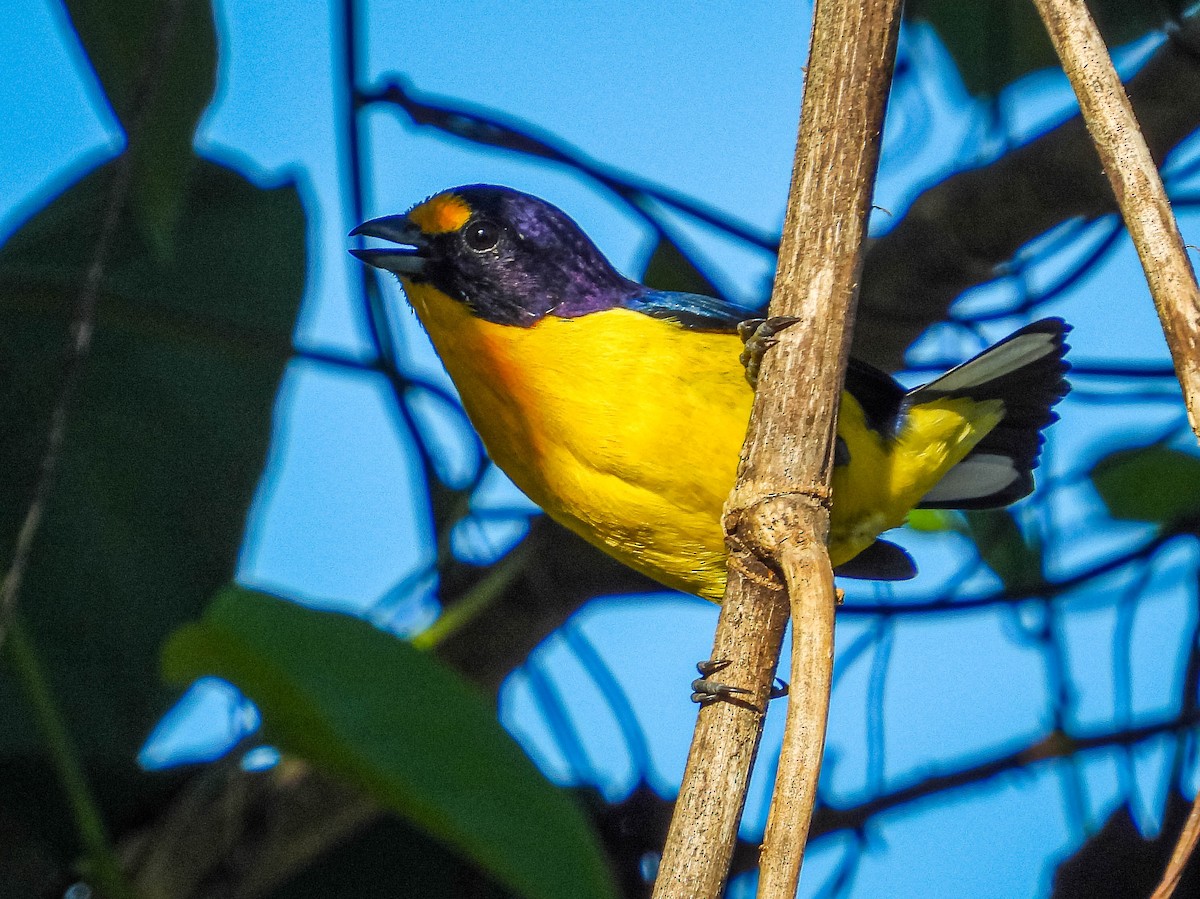 Violaceous Euphonia - ML638295259