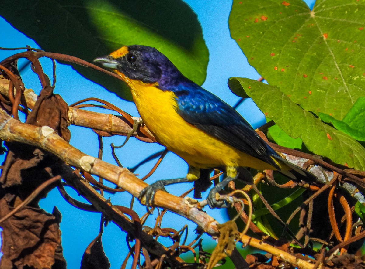 Violaceous Euphonia - ML638295260