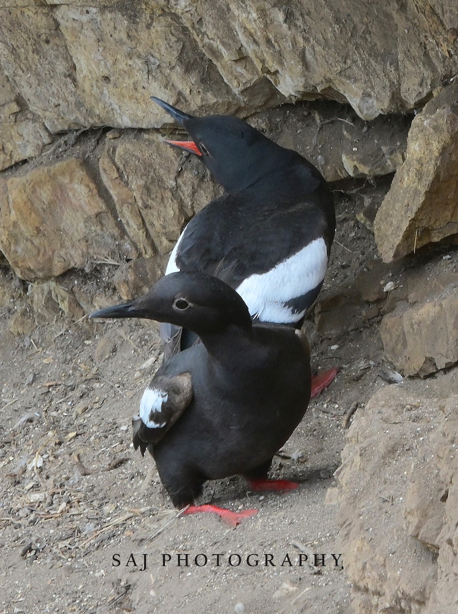 Pigeon Guillemot - ML638295266