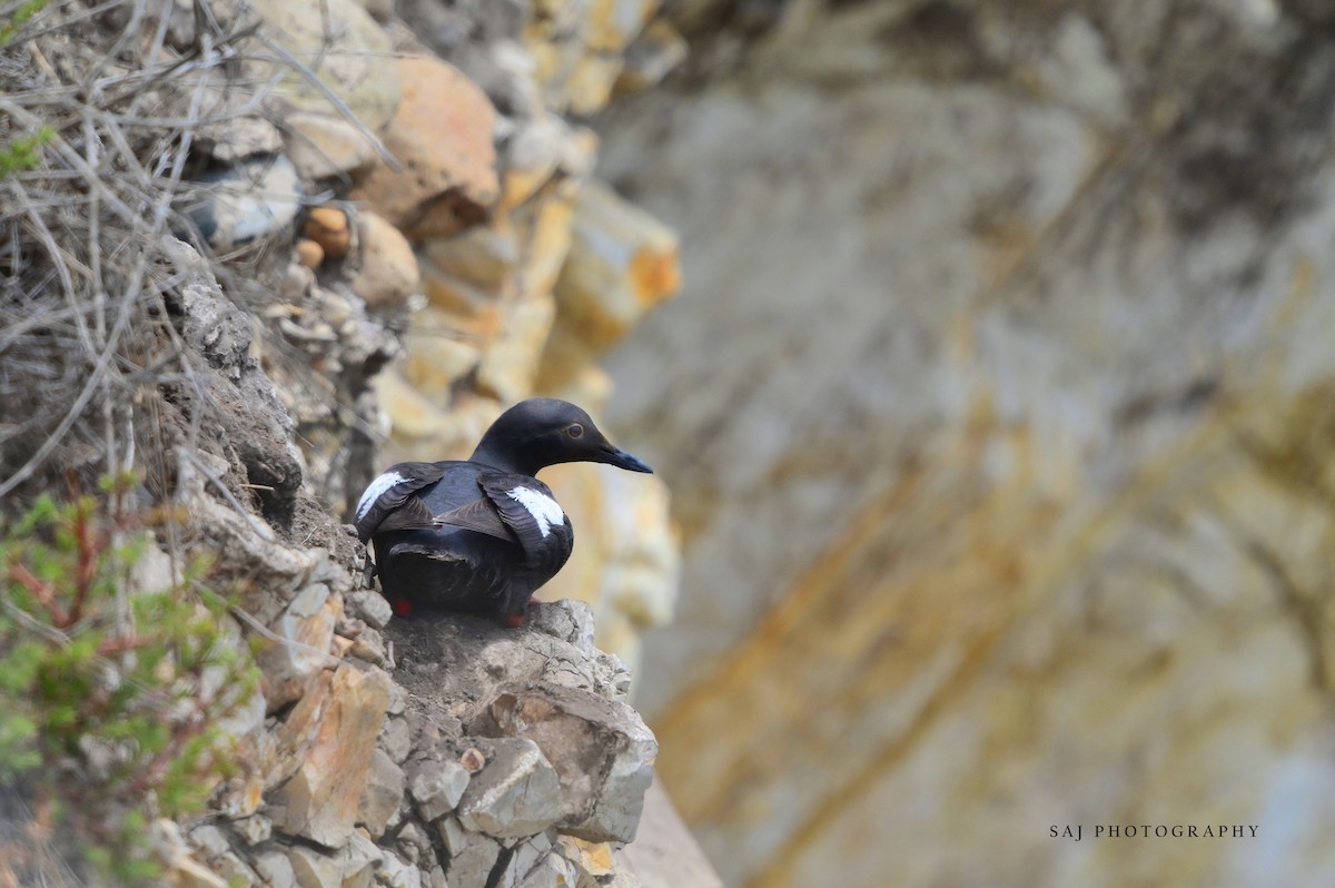 Pigeon Guillemot - ML638295268