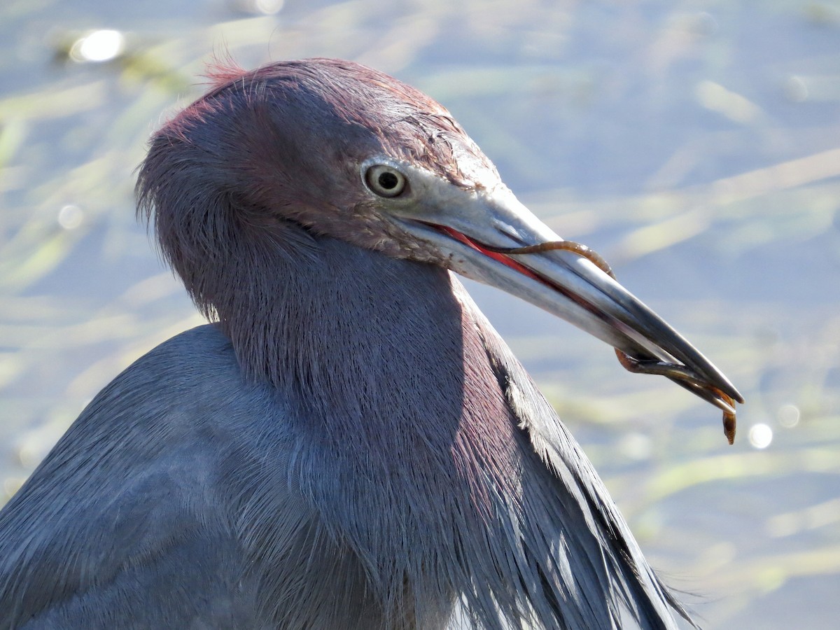 Little Blue Heron - ML638295269