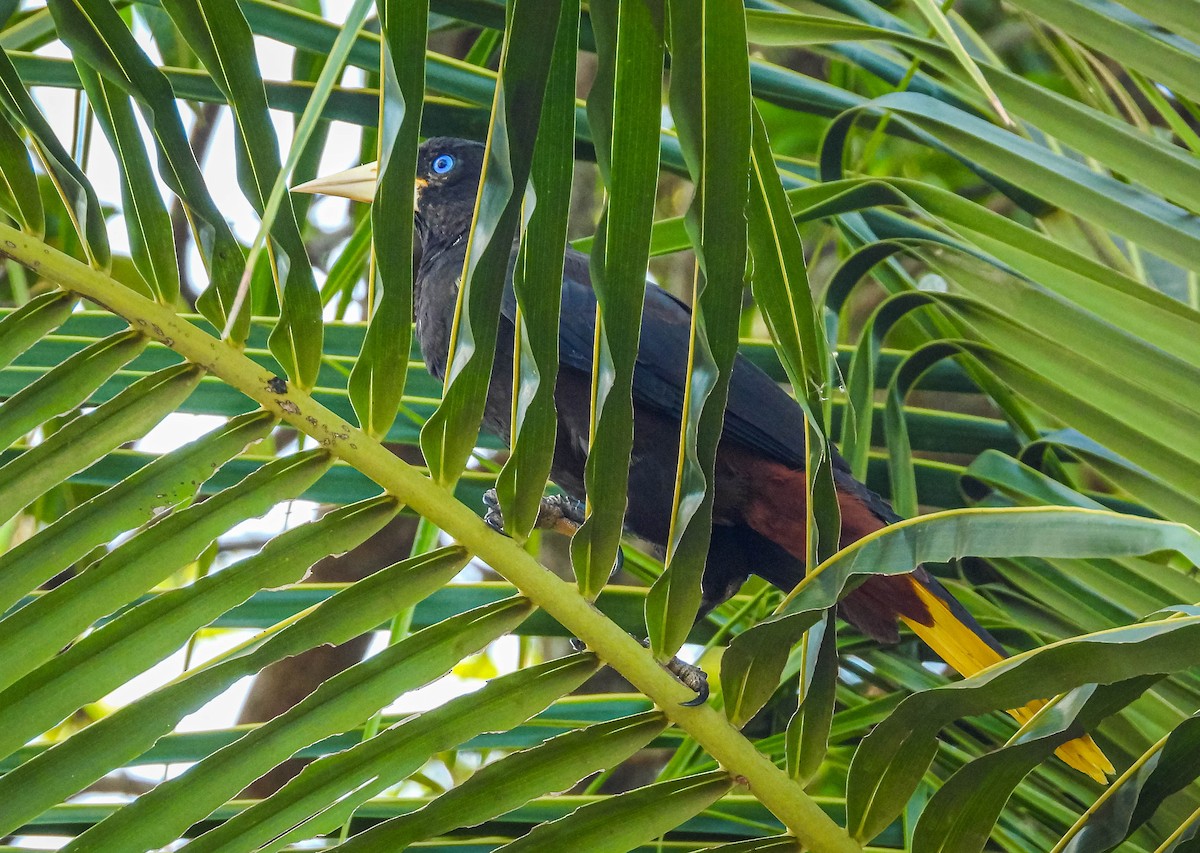 Crested Oropendola - ML638295270