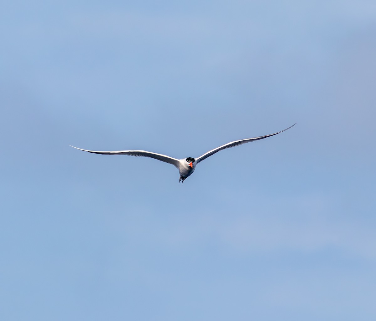 Royal Tern - ML638295275