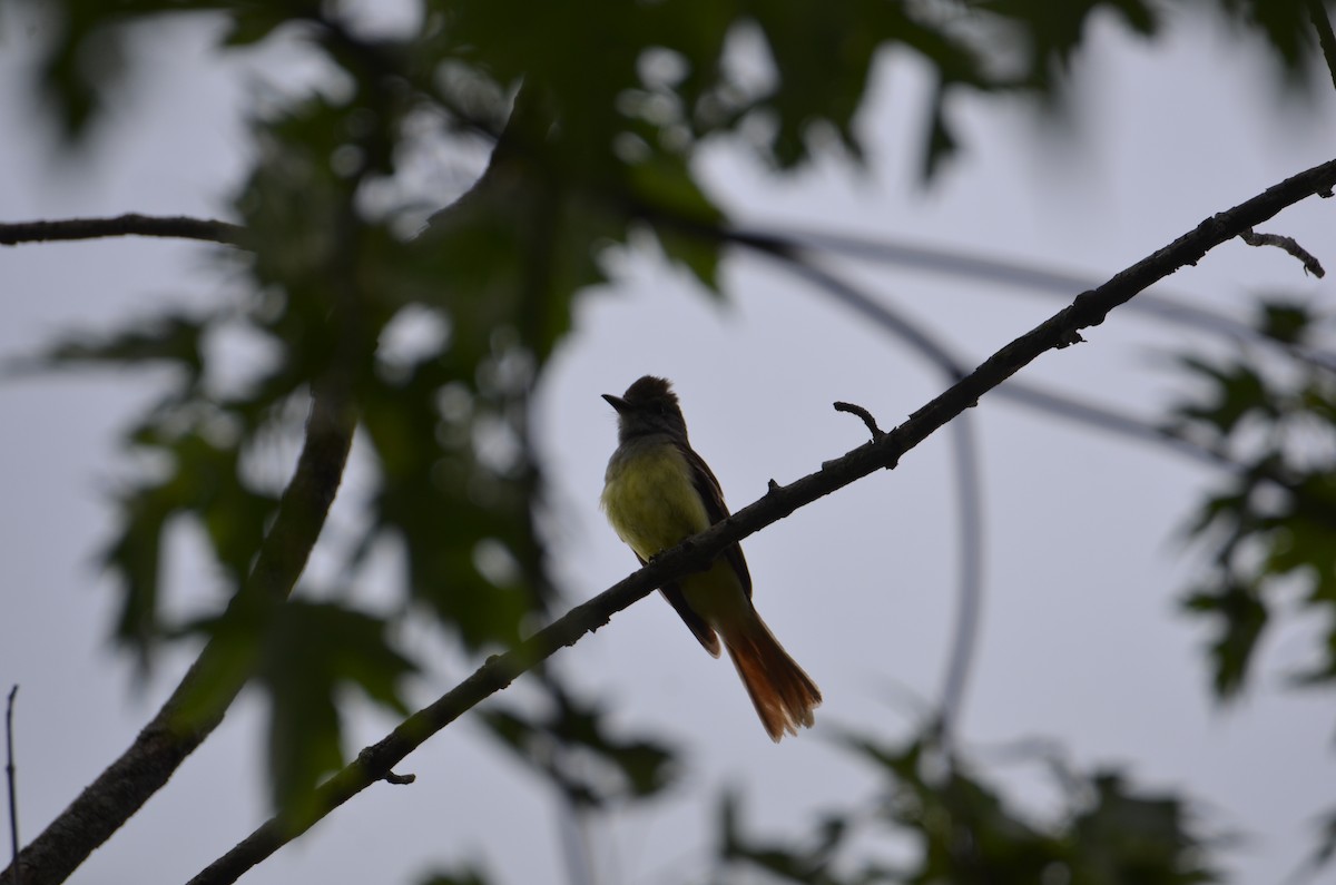 Great Crested Flycatcher - ML638295276