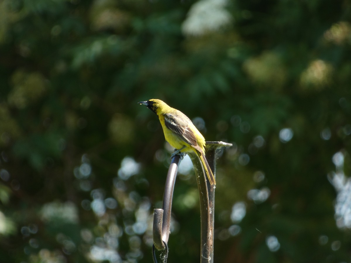 Orchard Oriole - ML638295277