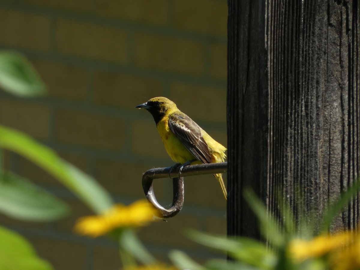 Orchard Oriole - ML638295279