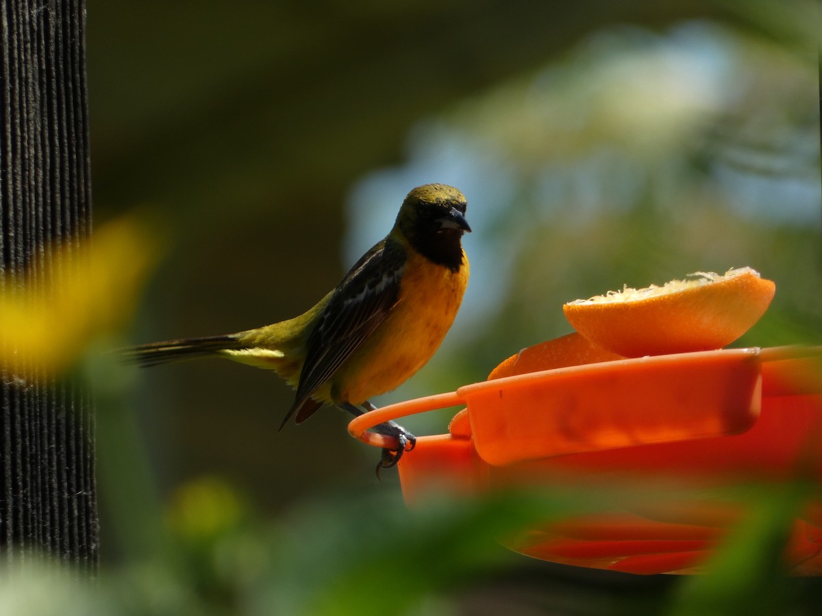Orchard Oriole - ML638295280