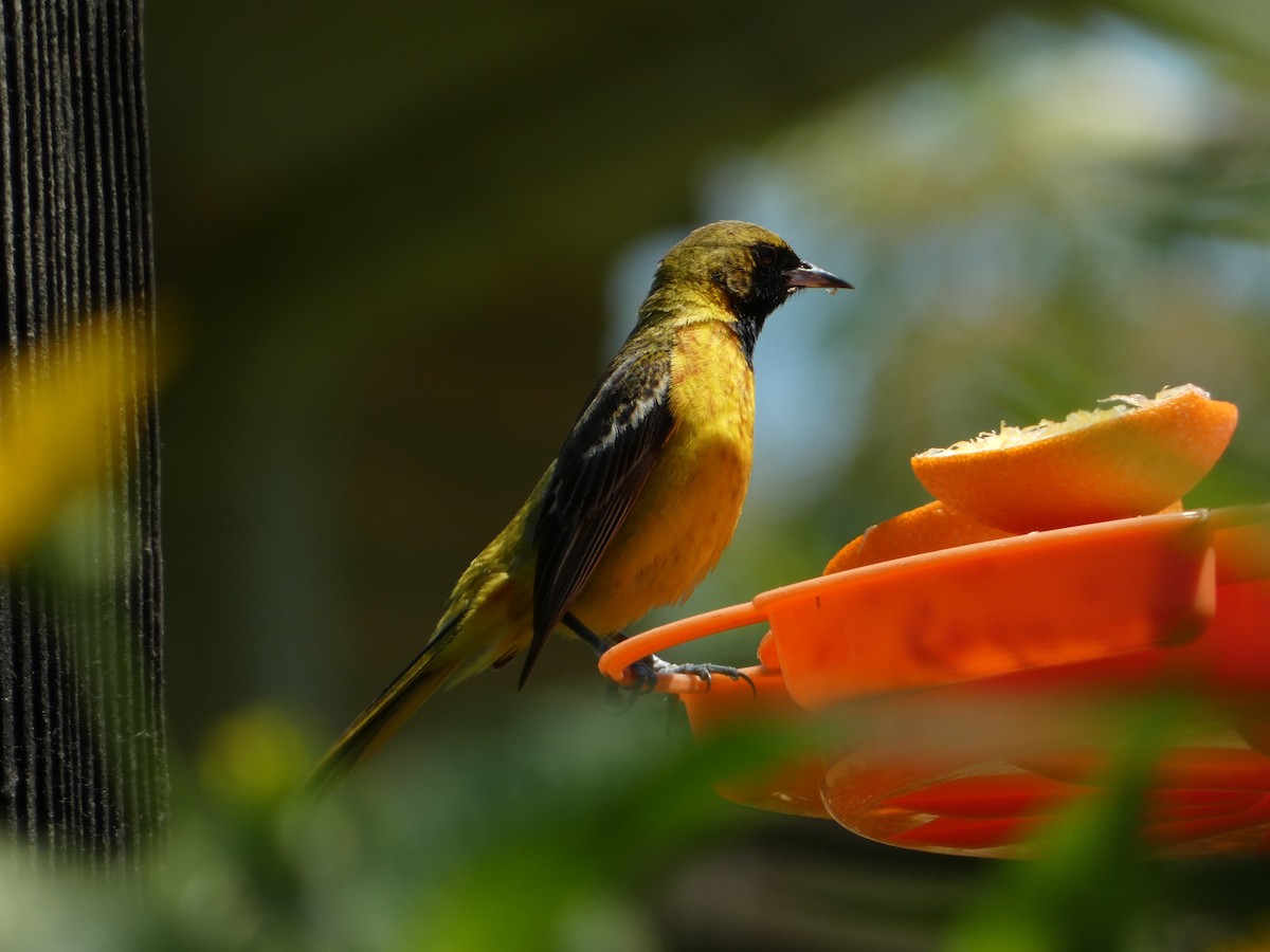 Orchard Oriole - ML638295281