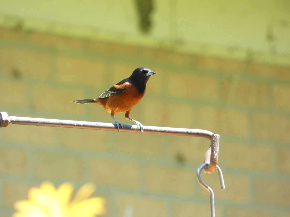 Orchard Oriole - ML638295282