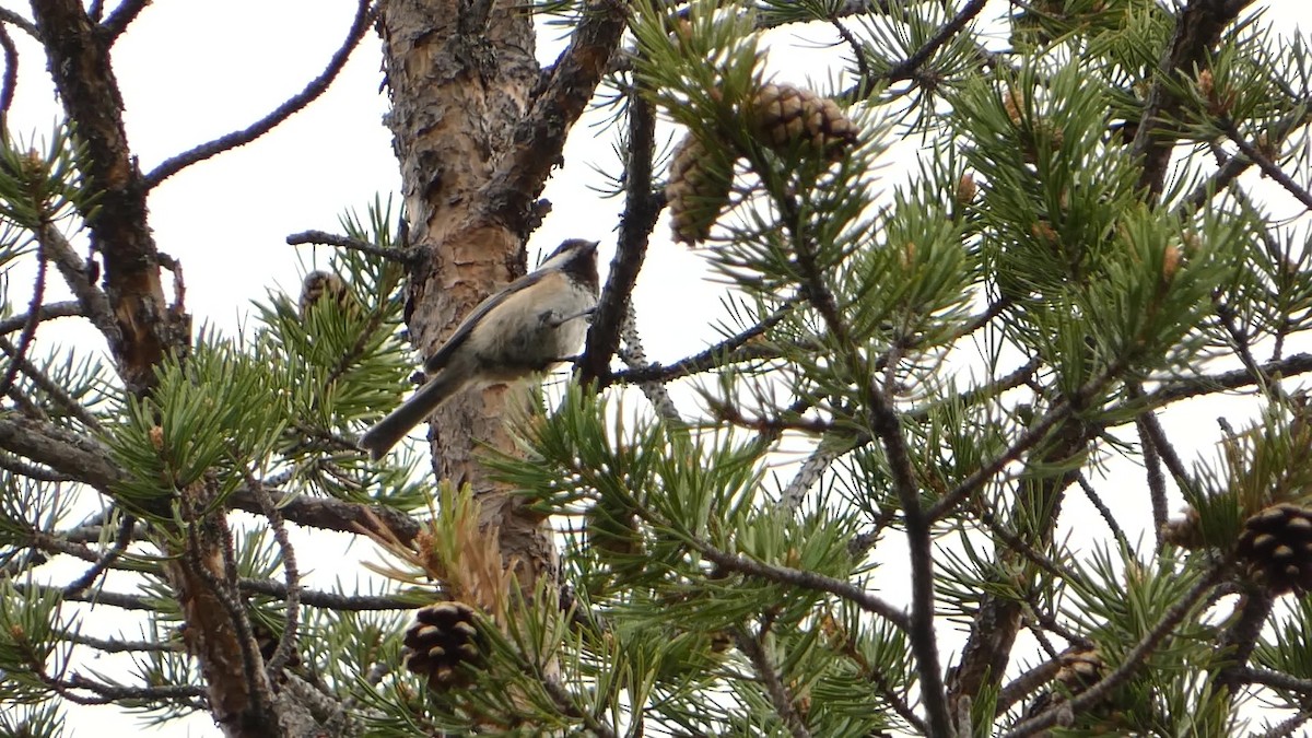 Gray-headed Chickadee - ML638295283
