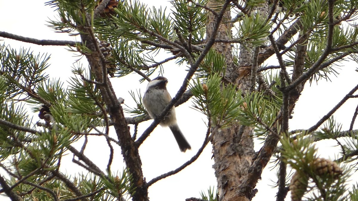 Gray-headed Chickadee - ML638295284