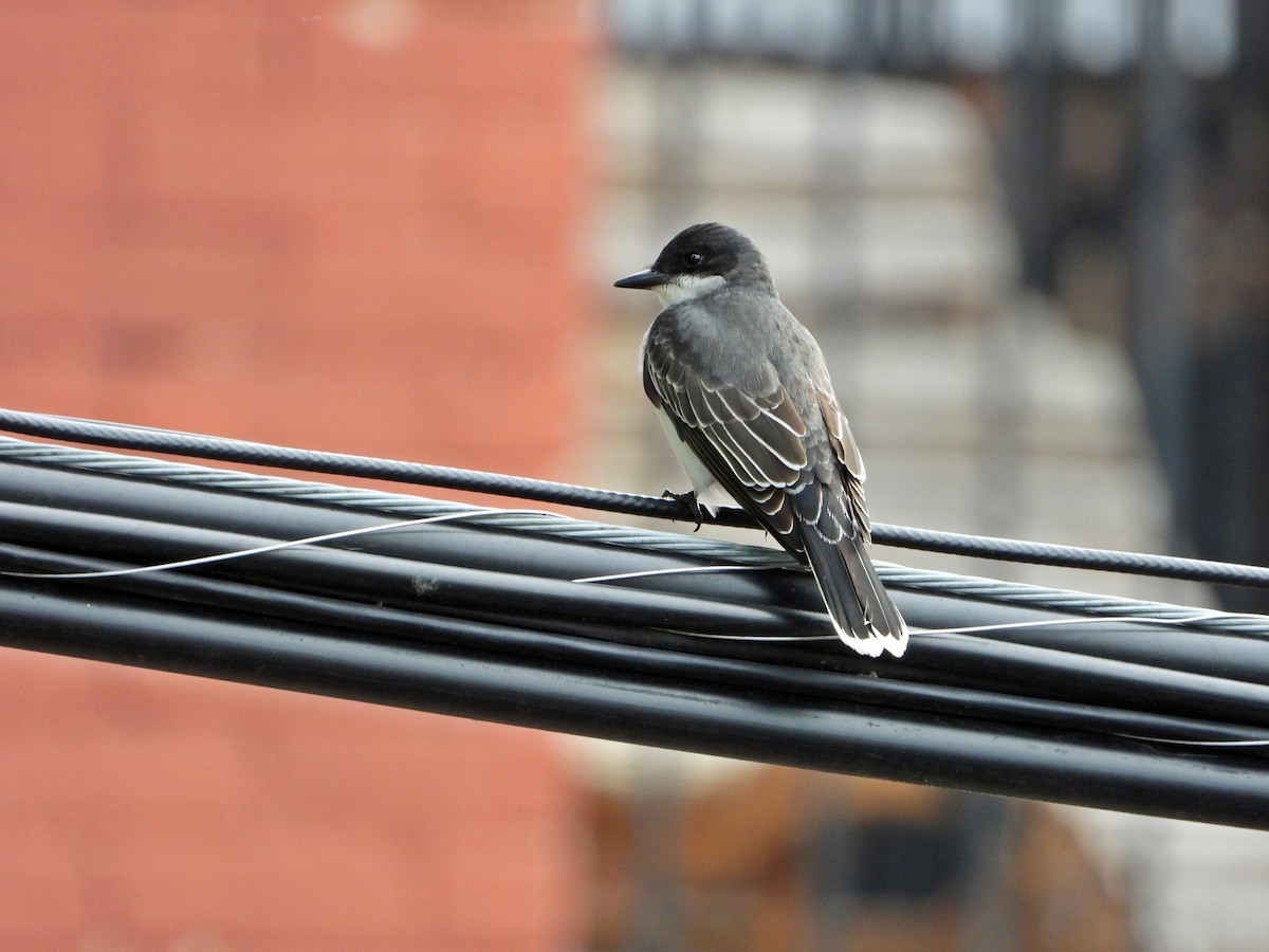 Eastern Kingbird - ML638295285