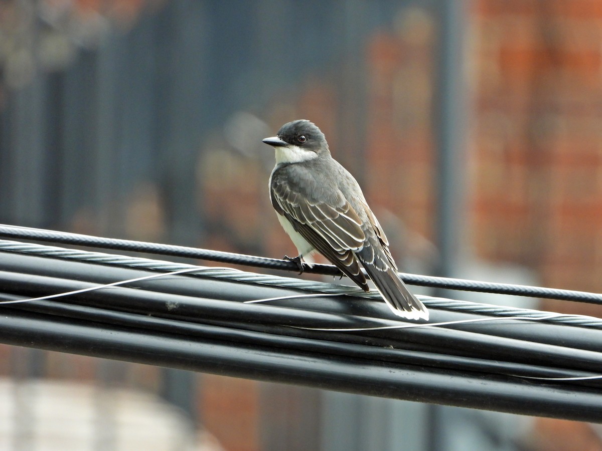 Eastern Kingbird - ML638295287