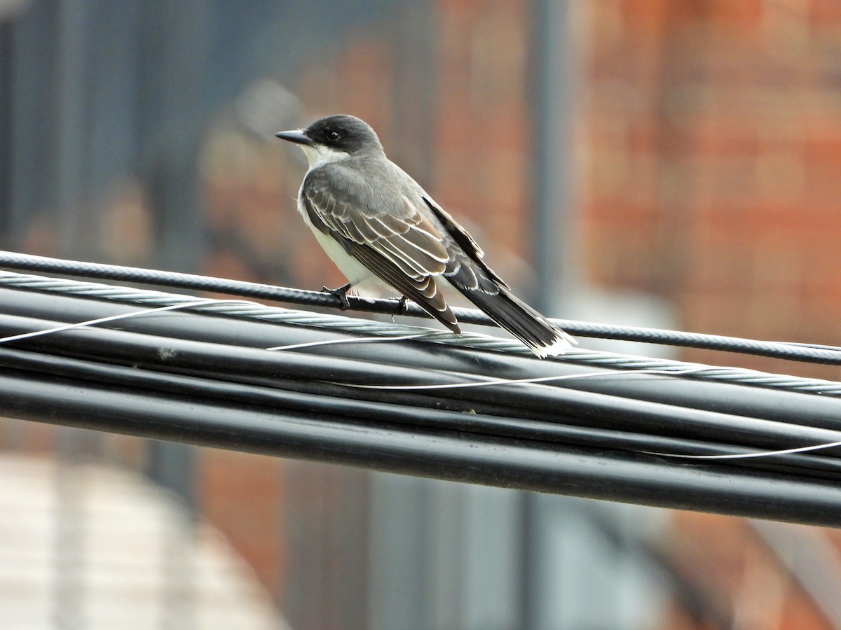 Eastern Kingbird - ML638295288