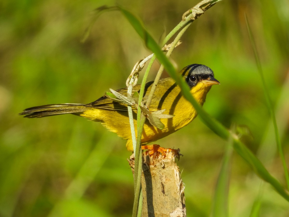 Masked Yellowthroat - ML638295291