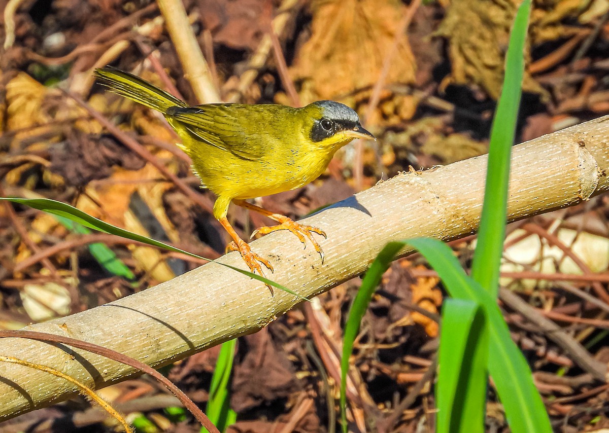 Masked Yellowthroat - ML638295297