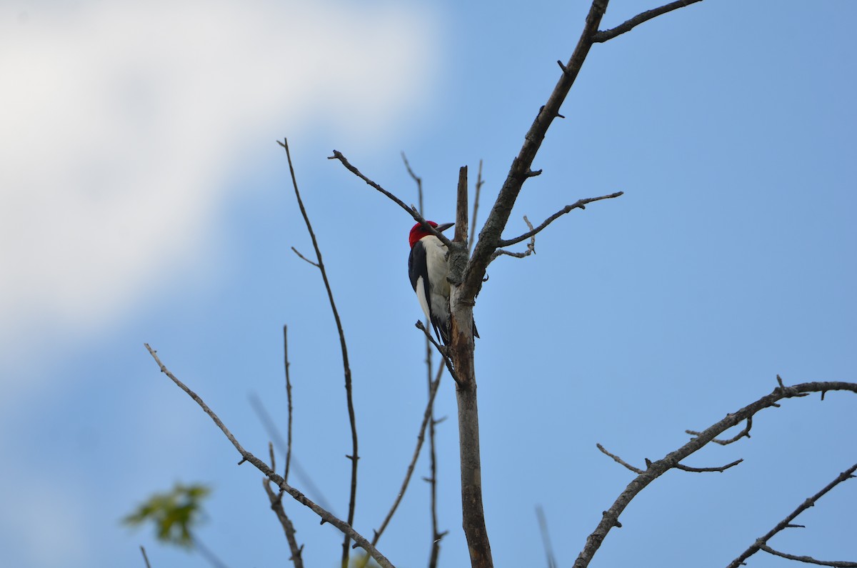 Red-headed Woodpecker - ML638295299