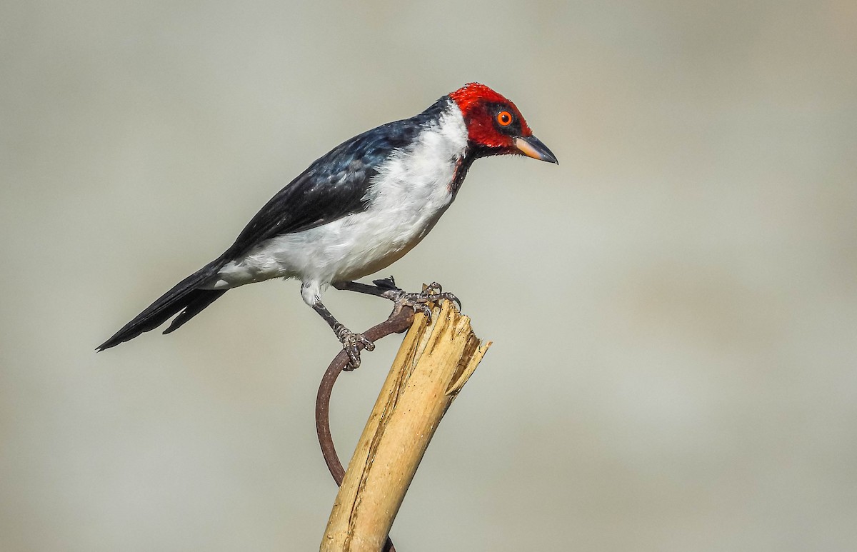 Red-capped Cardinal (Red-capped) - ML638295300