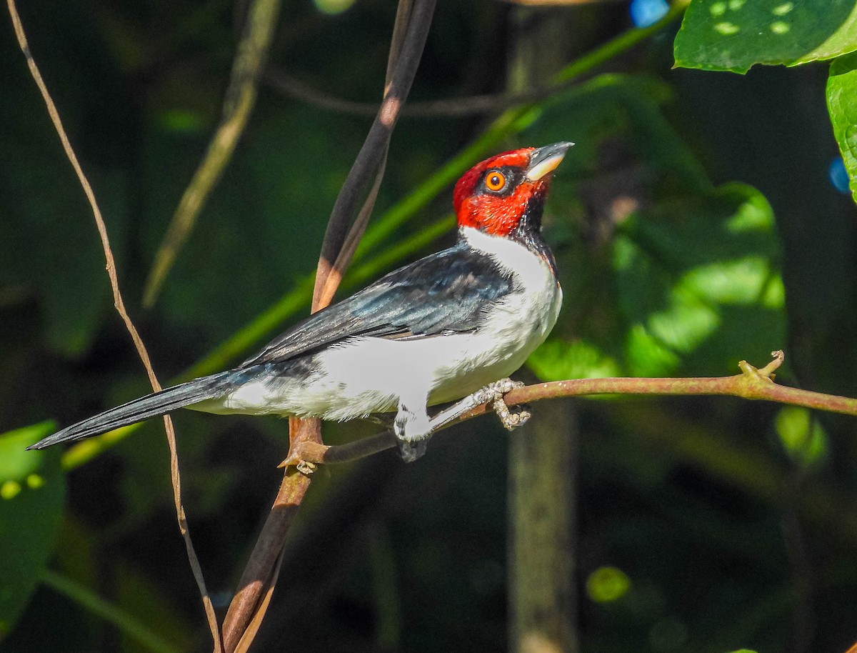 Red-capped Cardinal (Red-capped) - ML638295301