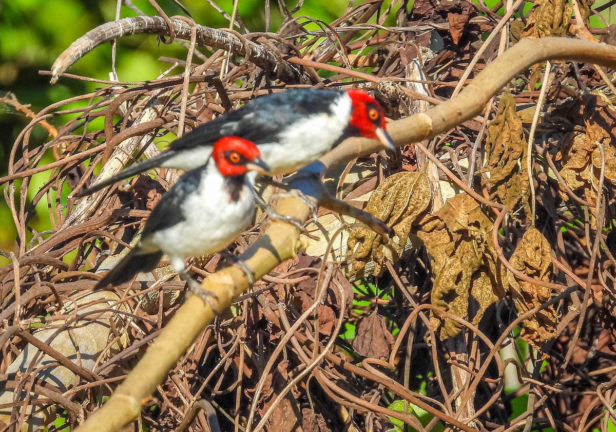 Red-capped Cardinal (Red-capped) - ML638295302