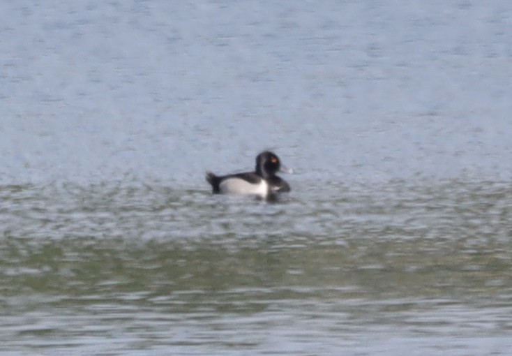 Ring-necked Duck - ML638295306