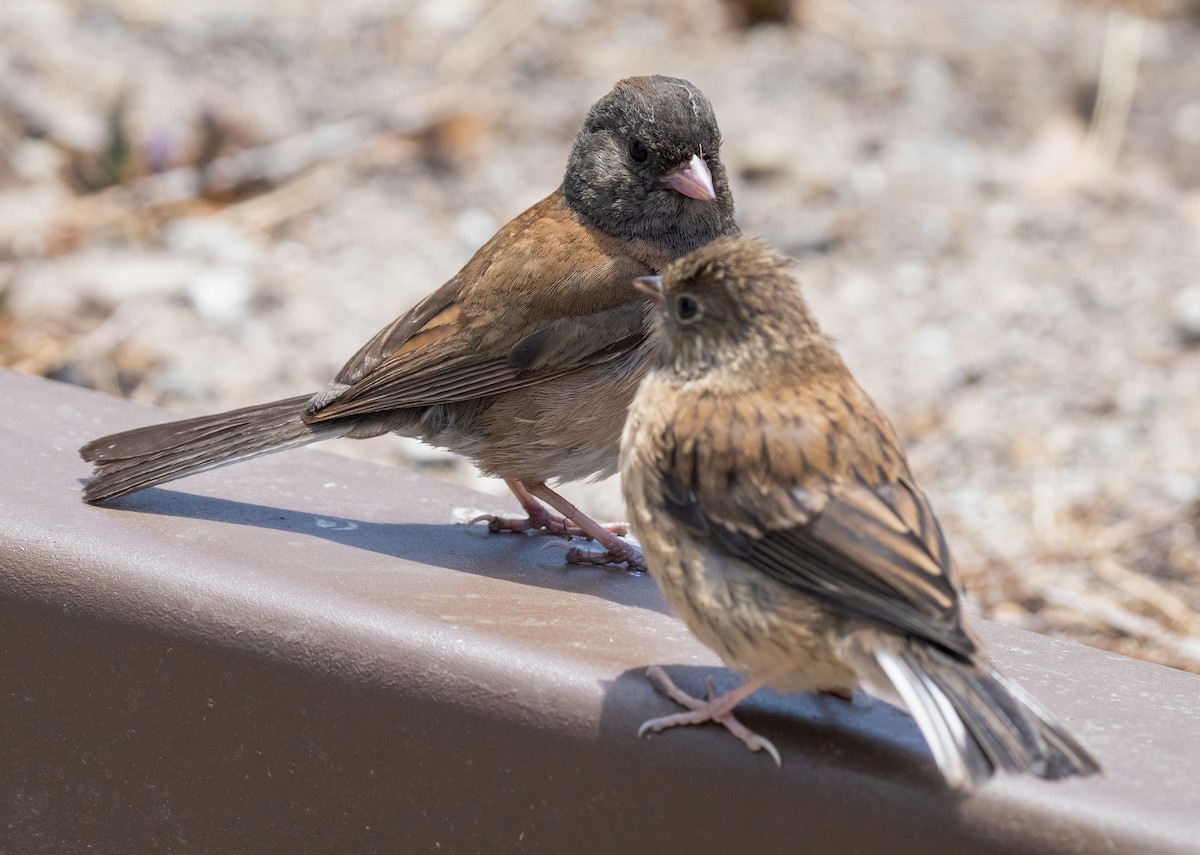 Dark-eyed Junco - ML638295310