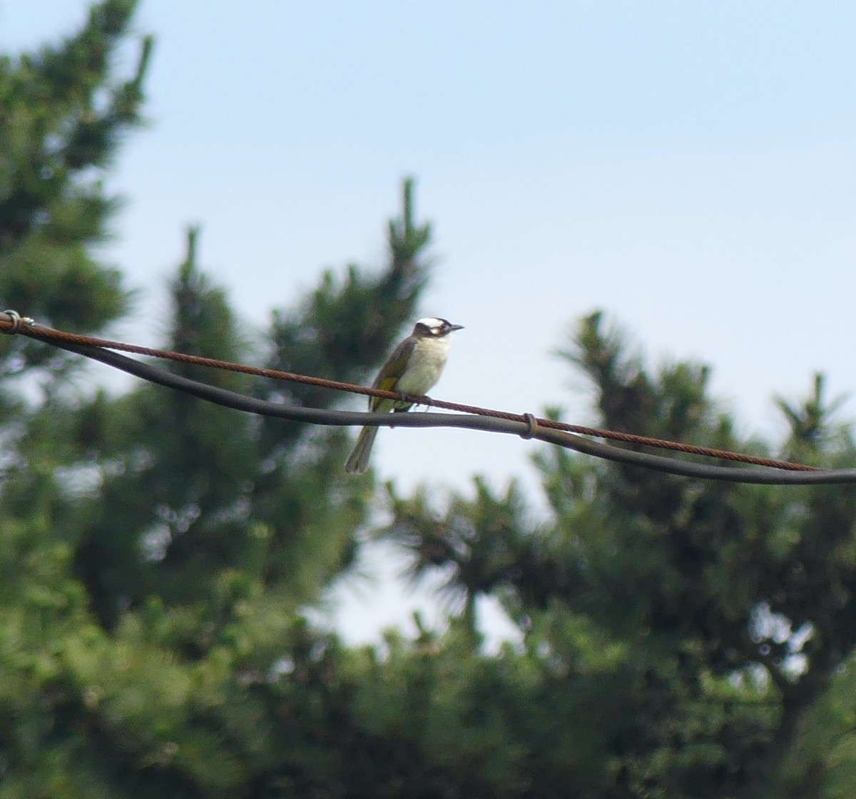 Light-vented Bulbul - ML638295315