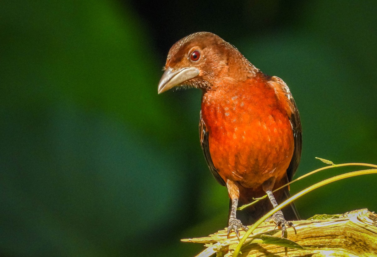 Silver-beaked Tanager - ML638295317