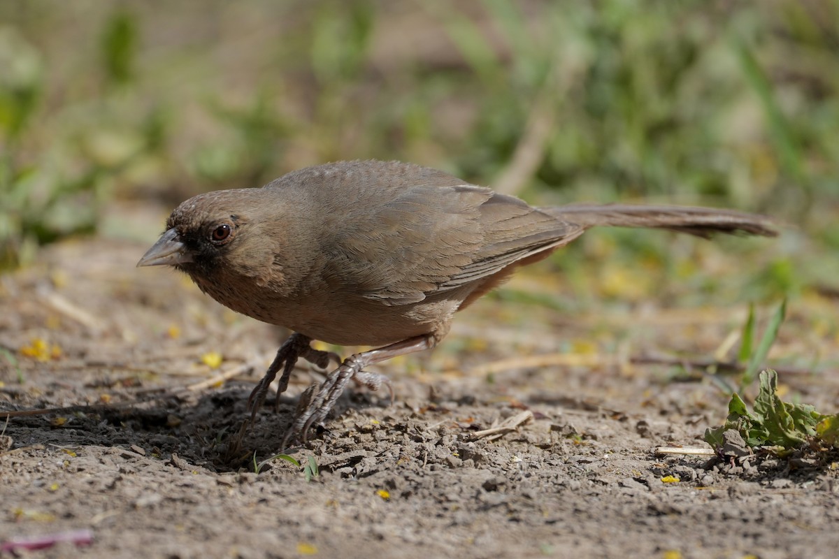 Abert's Towhee - ML638295323