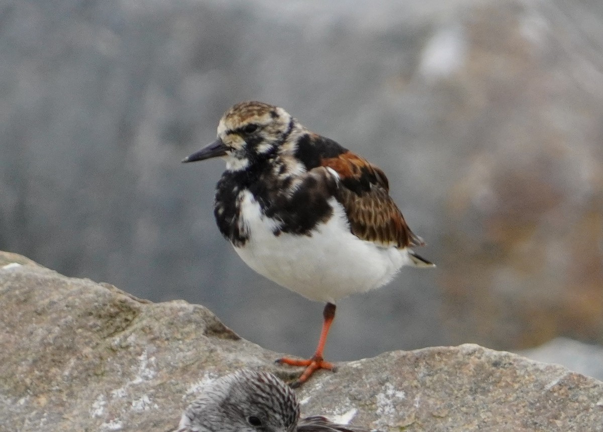 Ruddy Turnstone - ML638295324