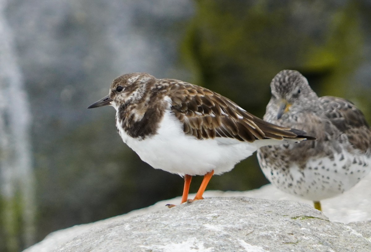 Ruddy Turnstone - ML638295326