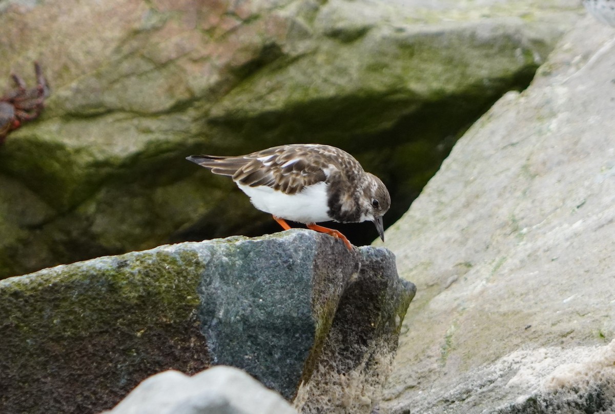 Ruddy Turnstone - ML638295327