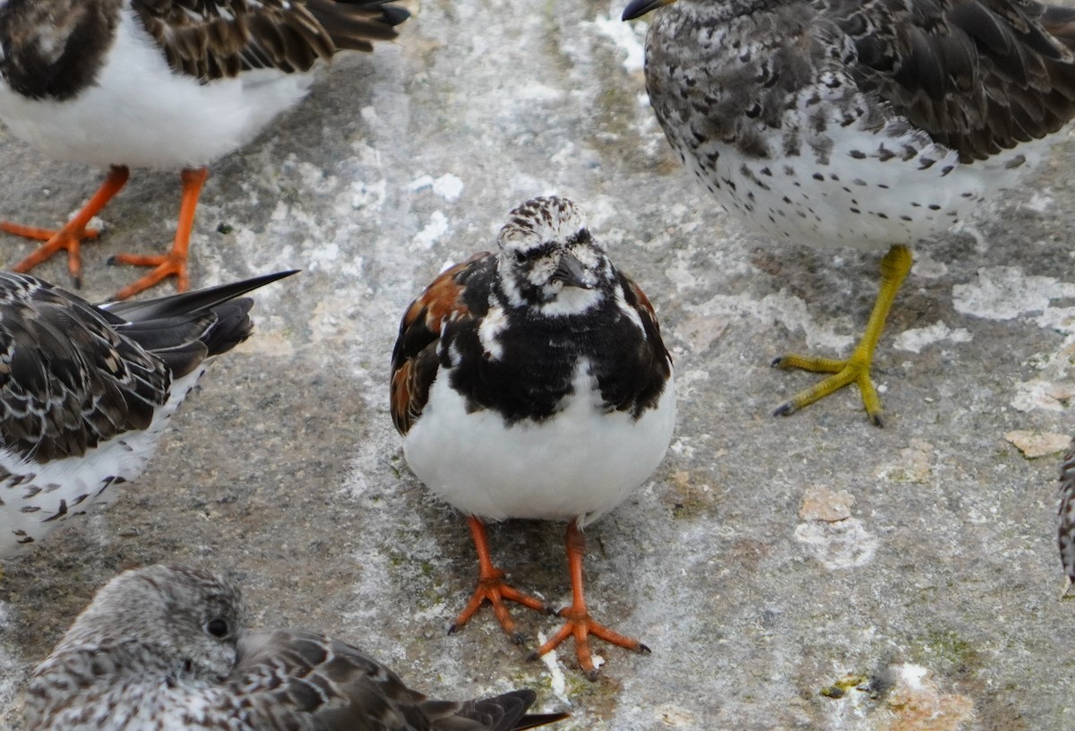 Ruddy Turnstone - ML638295329