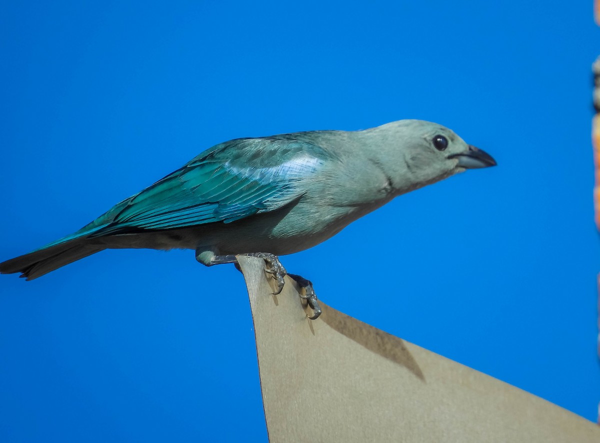 Blue-gray Tanager - ML638295330