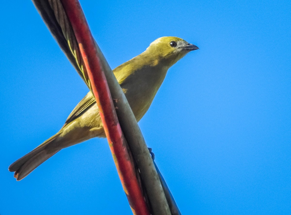 Palm Tanager - ML638295333