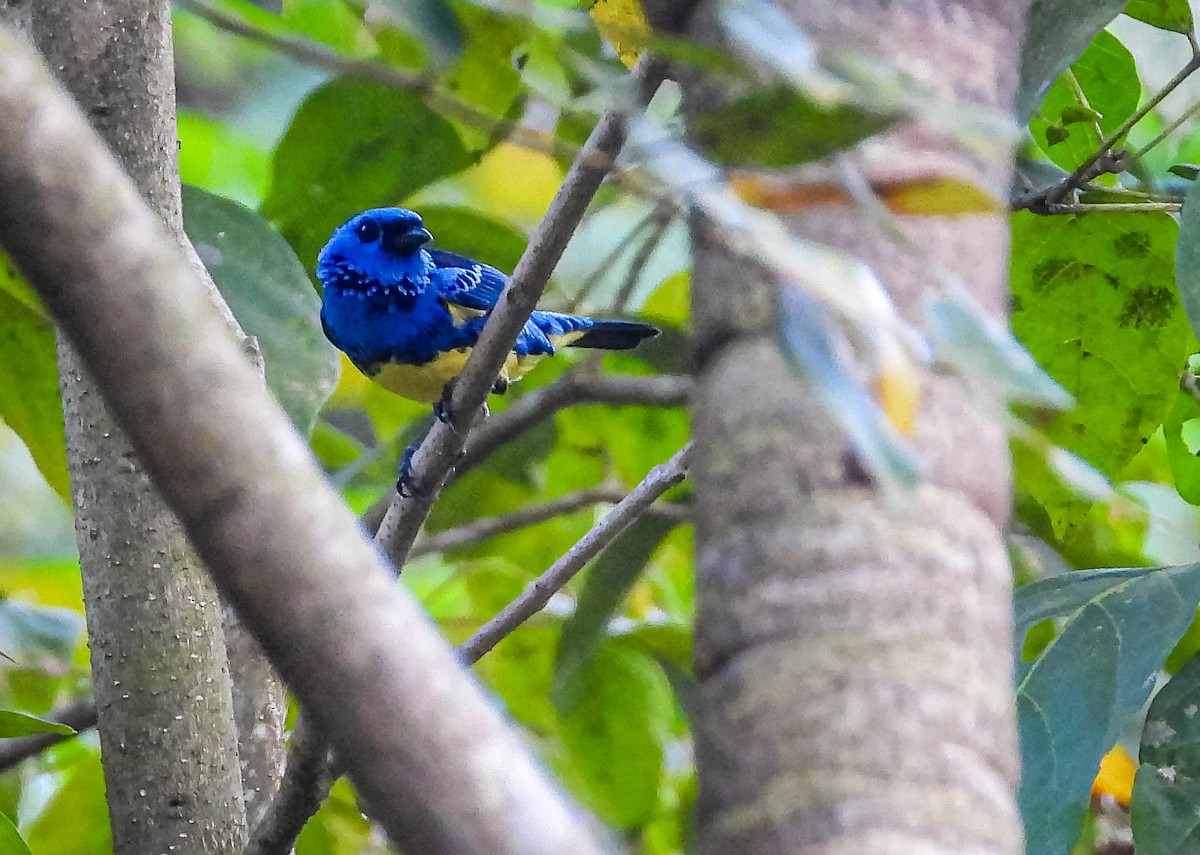 Turquoise Tanager - ML638295335