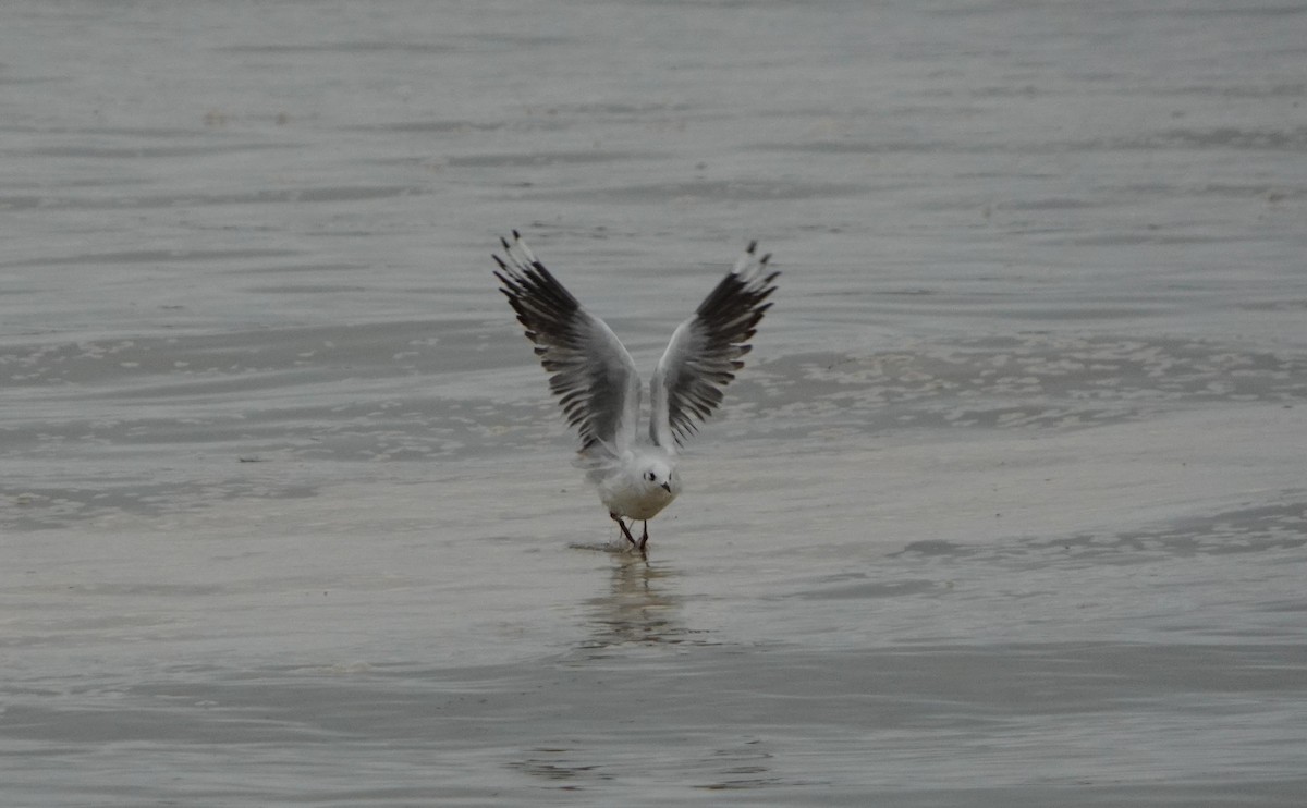 Andean Gull - ML638295349
