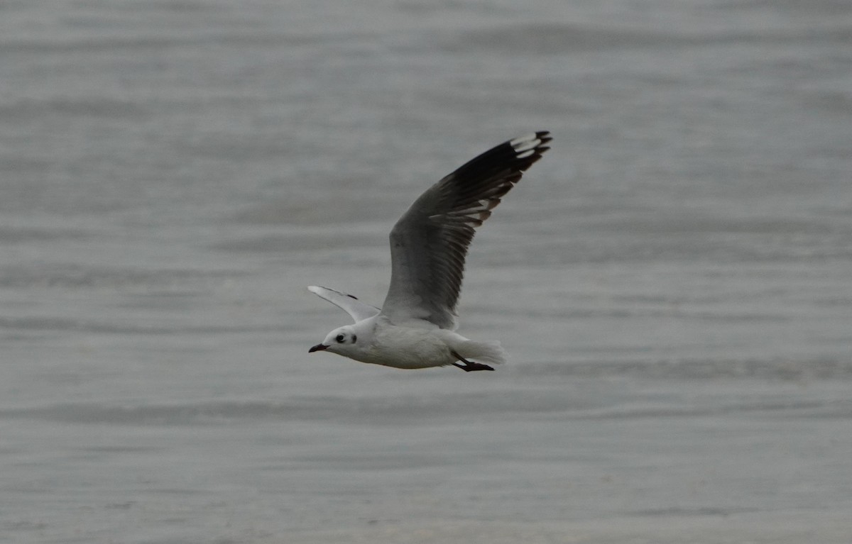 Andean Gull - ML638295351