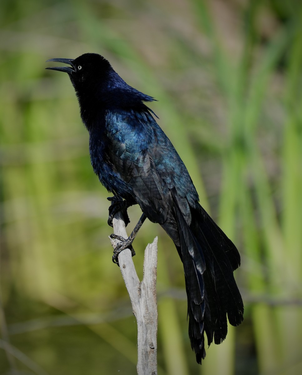 Great-tailed Grackle - ML638295354